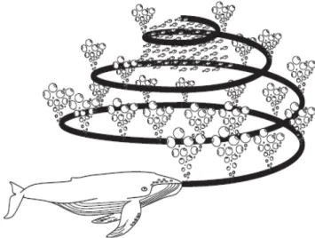 Fig. 3  Bubble-net feed hunting behavior of humpback whales 
