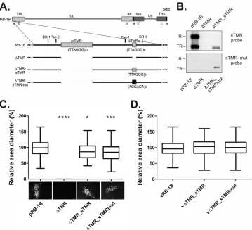 FIG 1 Characterization of telomere deletion mutants. (A) Schematic representation of the MDV genome (RB-1B strain) with a focus on one of the a-like regions.�TMR contains a deletion of mTMR and sTMR in both a-like sequences present at either the terminal r
