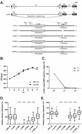 FIG 2 In vitro characterization of �a-like and sTMR truncation mutants. (A) Schematic representation of the MDV genome strain RB-1B, �a-like, and sTMRtruncation mutants