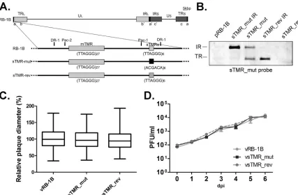 FIG 3 The exact sTMR sequence is not important for MDV replication. (A) Schematic representation of MDV genome strain RB-1B with a focus on one of thea-like regions