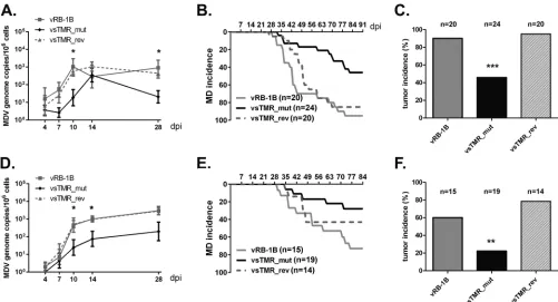 FIG 4 Mutation of the sTMR impairs disease development and tumor formation in vivo. Characterization of sTMR_mut and sTMR_rev viruses after intra-abdominal infection with 1,000 PFU (experiment 1) and 200 PFU (experiment 2)