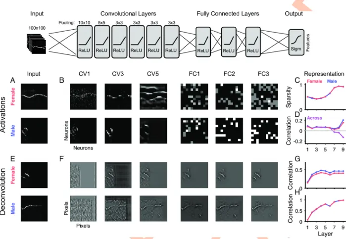 Fig 6. Structural analysis of network activity and representation. Across the layers of the network (top, columns in B/F) the activity progressively dissociated from the image level (compare A and B) (left, A/E)