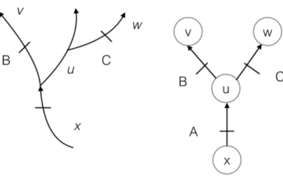 Figure 2.3: Left: a river network with barriers A, B, C and contiguous regions u, v, w, x.