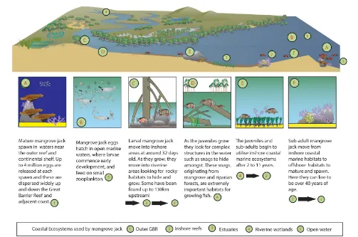 FIGURE 4 | Lifecycle of the mangrove jack (Lutjanus argentimaculatus) outlining critical need for access to freshwater and marine coastal wetland areas to completelifecycle stages