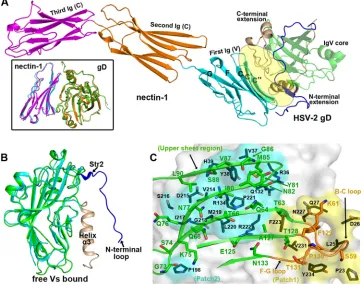 FIG 2 Structure of the HSV-2-gD/nectin-1 complex. (A) Ribbon representation of the overall structure