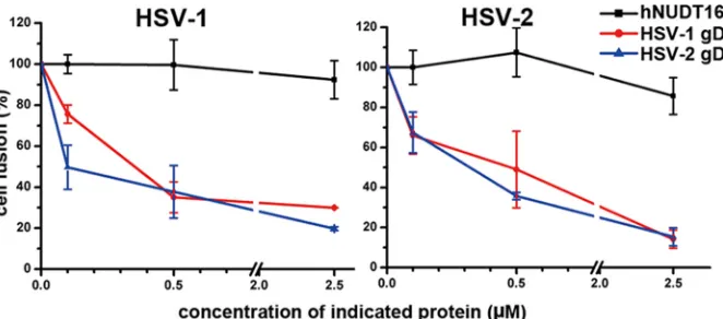 FIG 4 Similar action modes of HSV-1 and HSV-2 gDs in the nectin-1-mediated cell-cell fusion