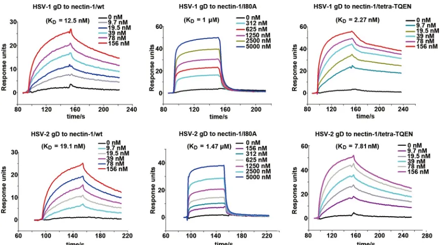 FIG 6 Effects of nectin-1 mutations on HSV-1 entry. (A) Flow-cytometric assay characterizing the expression level of each nectin-1 (WT or mutant) protein