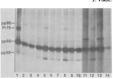 FIG. 1.frombeledtransformedwithtratedlanethe261;lane Proteins immunoprecipitated from 32P-la- Prague RSV-transformed chicken cells