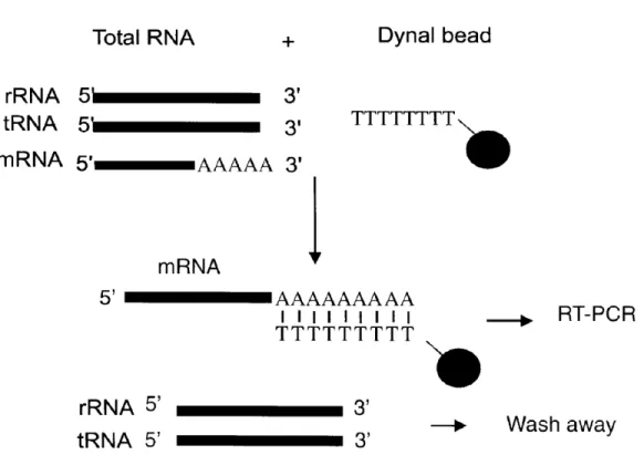 Figure 3.1: mRNA isolation, adopted from [21]. In the process of RNA-seq library preparation, RNAs are first isolated from tissue samples using commercial kits