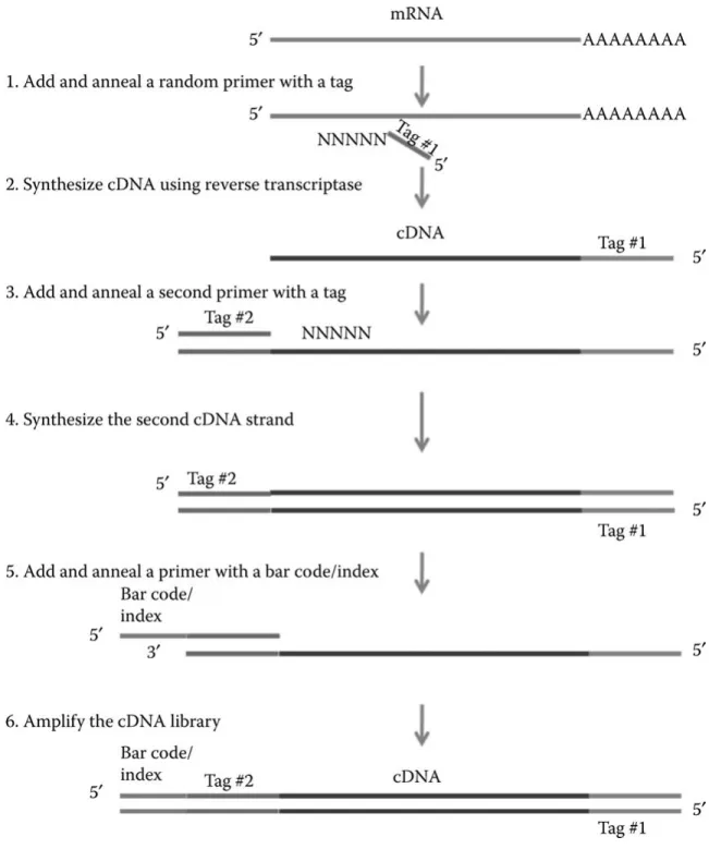 Figure 3.2: RNA-seq workflow, adopted from [27]. The purified mRNAs are first fragmented into smaller pieces and reverse-transcribed to complementary DNAs (cDNAs)