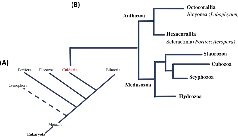 Figure 1.1: Schematic phylogenetic trees showing (A) The position of the phylum Cnidaria in the kingdom Metazoa and (B) the evolutionary relationship of hard (Scleractinia) and soft (Alcyonea) corals within Cnidaria (Zapata et al., 2015)