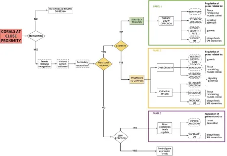 Figure 3.2: Hypothetical steps and cellular responses that a soft coral might experience under a non-contact competition scenario with a hard coral