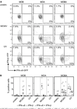 FIG 4 Live and UV-inactivated MCMV trigger similar percentages of IFN-and MOBA mice were treated with live or UV-inactivated MCMV at an MOI of 0.3
