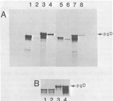 FIG. 5.SDS-polyacrylamideanti-gD-1andedlabeled3processedweremicrosomalwithFig.HSV-2-infectedsedimented1 were x by Endo H digestion of gD-2 translated and in vitro