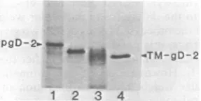 FIG. 10.somal Orientation of gD-1 and gD-2 in micro- vesicles. Fluorogram (A) or autoradiogram (B)