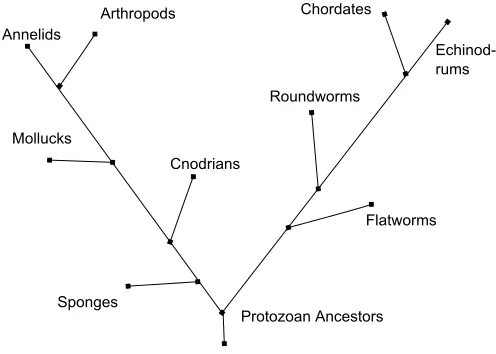 Figure 1.1: Evolutionary Tree