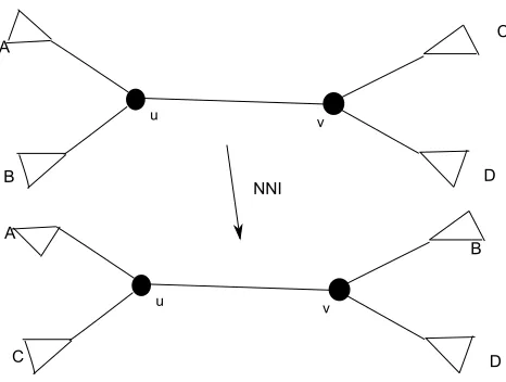 Figure 2.8: This operation exchanges between B and C. Another NNI operation ispossible between B and D