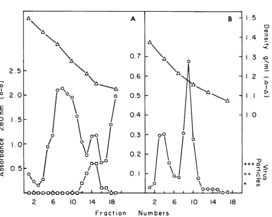 FIG.1.dilutionrefractive(numberofwere particles Purification of DHBsAg particles from serum by CsCl density gradient centrifugation