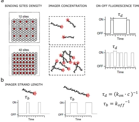 Figure 1-7 – DNA-PAINT experimental parameters affecting the imaging performances. a, The site density or the imager  concentration affect the dark time 