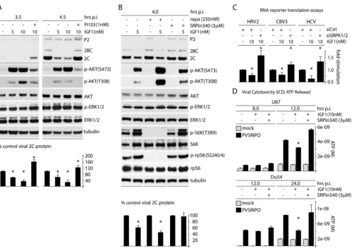 FIG 2 AKT signals negatively affect PVSRIPO translation and cytotoxicity through SRPK