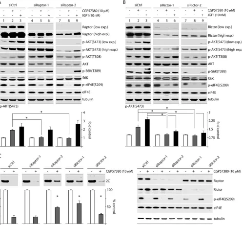 FIG 8 MNK inhibition affects AKT phosphorylation and PVSRIPO translation through mTORC1-mediated inhibition of mTORC2