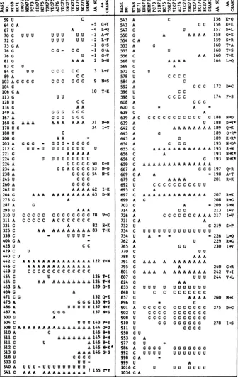 TABLE 3. Summary of HAl nucleotide sequence changes from A/Northern Territory/60/68 (18) for 15 H3N2influenza isolates"