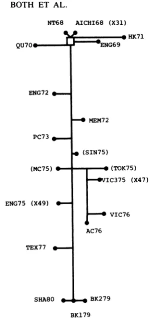 FIG. 1.betweentodifferentexactly.strainsarehaveatbetweenBK179previously(18),spectively.sequenced bases scale, Interrelationship of Hong Kong subtype according to the minimum mutational distances their HAl coding regions