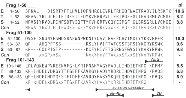 FIG 1 2A protein sequences of EMCV-R (sequence E; GenBank accession no.required 2 or more identities