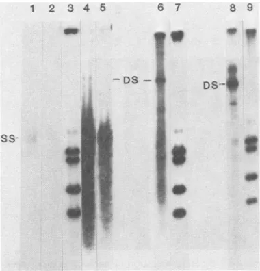 FIG. 1.cellsofelectrophoresedduplexapparentAAV-2fiedbyinfectionwith7, 8,presenceunitsunitsmarkers.sampleLanes1 and lanes Analysis of intracellular AAV DNA.