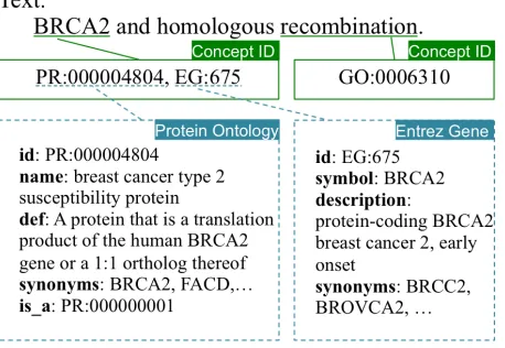 Figure 1: An example of concept annotations in theCRAFT dataset and of common attributes of concepts inthe KBs.