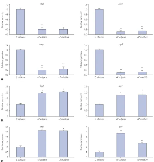 Fig. 2. The effects of live P. vulgaris or P. mirabilis cells on expression of C. albicans morphology-related genes