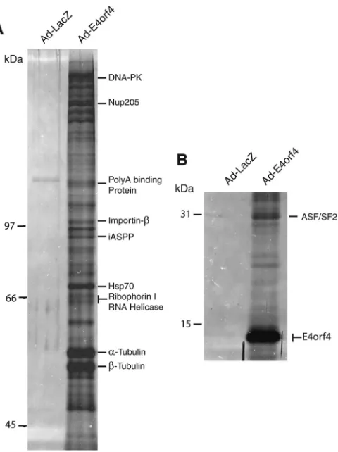 FIG 2 The arginine-rich motif (ARM) of E4orf4 is required for interactionwith Nup205. (A) FLAG-Nup205 was cotransfected in H1299 cells withwild-type or the indicated point mutants of E4orf4