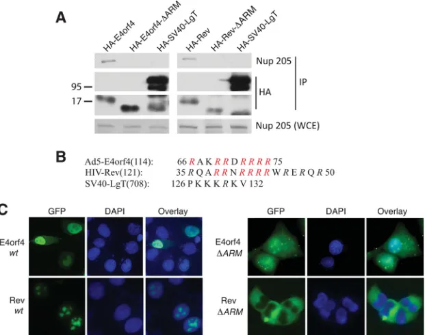 FIG 3 Nup205 associates with HIV Rev via the ARM domain and is required for nuclear localization