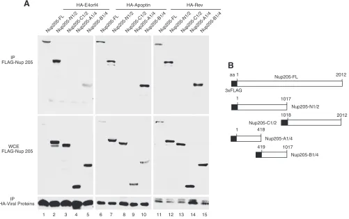 FIG 4 ARM-containing viral proteins associated with the same domain on Nup205. (A) H1299 cells were cotransfected with wild-type or deletion mutants ofFLAG-Nup205andHA-taggedE4orf4,HA-apoptin,orHIVRev.Immunoprecipitationfromcellextractswasperformedusingant