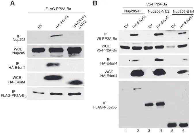 FIG 5 Nup205 is required for nuclear localization of HIV Rev but not E4orf4. (A) Western blot demonstrating knockdown of Nup205 in HeLa cells
