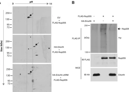 FIG 7 E4orf4 modulates the phosphorylation state of Nup205. (A) H1299 cells were cotransfected with FLAG-Nup205 and empty vector, HA-E4orf4, oron cell extracts using anti-FLAG