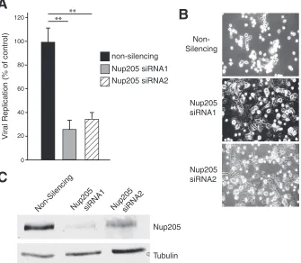 FIG 9 Knockdown of Nup205 impairs viral replication and delays the cytopathic effect. (A) Replication of wild-type Ad5 (H5pg400) in H1299 cells transfectedwith nonsilencing or two separate siRNAs targeting Nup205