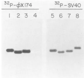 FIG. 3.drawngenomes. Structure of the SV40-¢X174 recombinant The maps of the recombinant DNAs are relative to that of the wild-type (WT) SV40