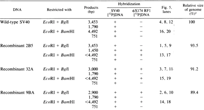 TABLE 1. Summary of the gel blot hybridization experiment shown in Fig. 5
