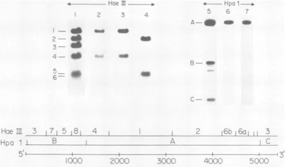 FIG. 7.nitrocelluloseand(whichwithDNA The origin of the XX174 DNA inserts in recombinants 2B5