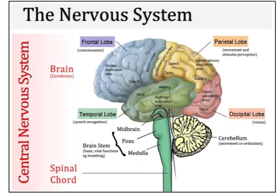 Figure 1.4: Nervous system (Chambers, 2007) 