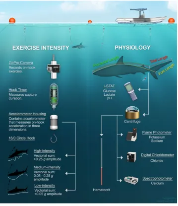 Figure 1: Diagram of experimental longline gear, in situ behavioural observation and assessment of physiological stress parameters.