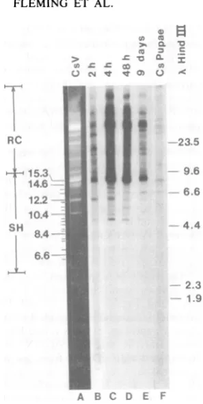 FIG.1.frompupae Hybridization of cDNAs of pl parasitized H. lvirescns larvae and to CsV DNA