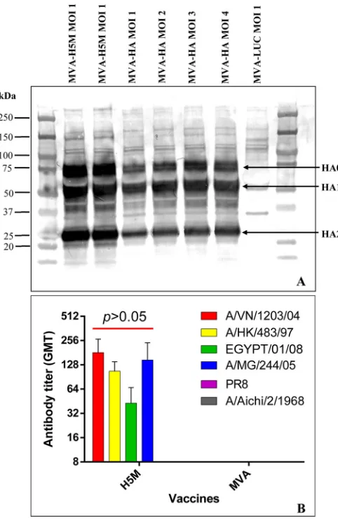 FIG 2 The MVA-H5M vaccine expresses a higher level of protein than MVAexpressing wild-type hemagglutinin (MVA-HA) and elicits broad neutralizingantibodies against avian inﬂuenza viruses