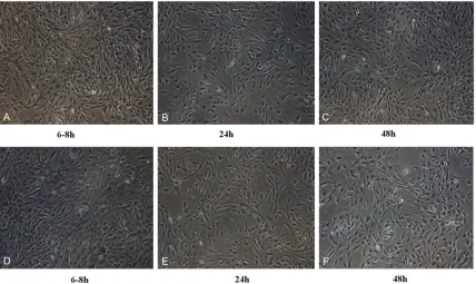 Figure 1. Astrocyte isolated from both new method and classical method. A-C: Astrocytes isolated with the novel method at different time point; D-F: Astrocytes isolated with the classical method at different time point.