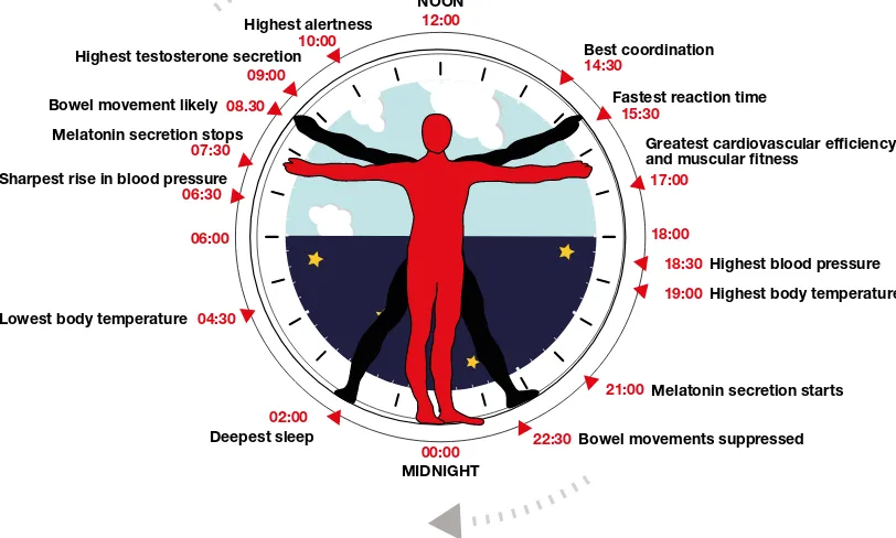 Figure 9–3. A selection of events in a representative circadian rhythm