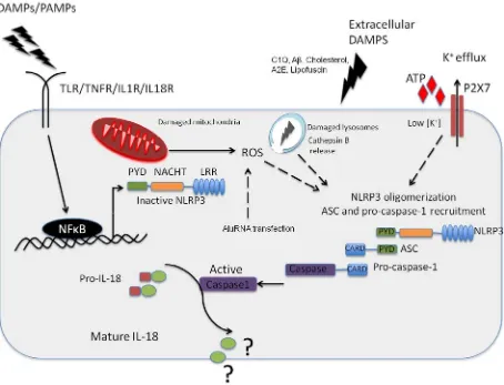 Figure 1. NLRP3 inflammasome activation in the retinal pigment epithelium (RPE). activated in response to Ksterile Danger or Damage Associated Molecular Patterns (DAMPs) can activate NFkappaB leading to the expression of NLRP3 NLRP3 can then oligomerise, r