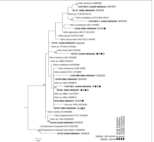 FIGURE 9 | Vibrionaceae sub-tree based on 16S rRNA gene sequences retrieved from an analysis of bacterial isolates from the mucus of the soft coral S