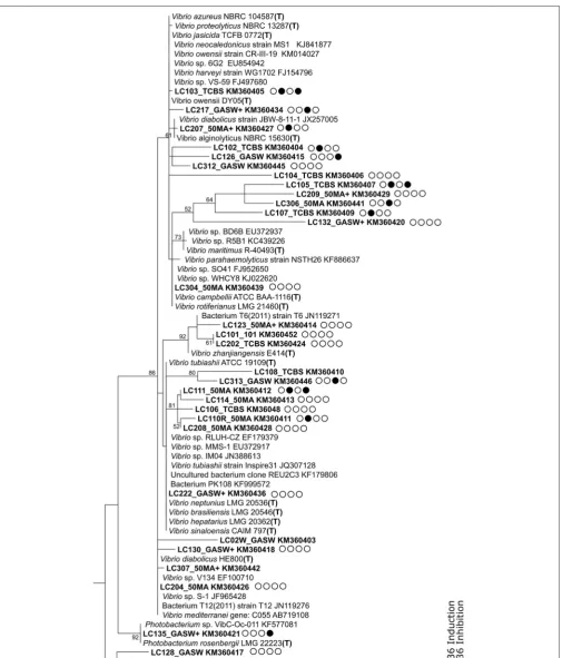FIGURE 11 | Vibrionaceae sub-tree tree (part of tree presented in Figure 10) based on 16S rRNA gene sequences retrieved from an analysis of bacterial isolates fromthe mucus of the soft coral L