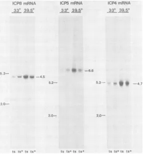 FIG. 5.AutoradiographyRNAtext.SamplessubjectedRNAdetermined Northern blot analysis of specific transcripts from cells infected with wild-type or mutant virus